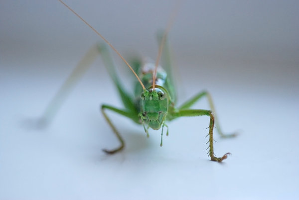 Head of Great Green Bush Crick: Tettigonia viridissima