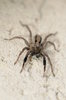 Jumping spider  2