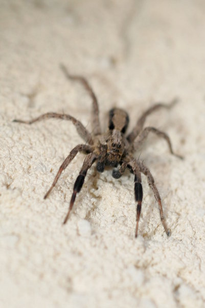 Jumping spider  2: Salticidae