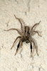 Jumping spider  4