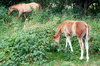 Horses