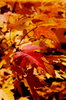 Maple leafs 1