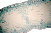 Narcissus  microscopic view of