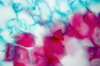 Pear fruit - microscopic view 