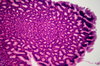Human's stomach - microscopic 