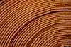 Carpet texture 2