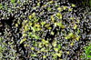 Pleat pattern 5