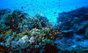 Big blue - diving 2