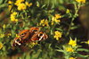 Butterfly called Monarch 2