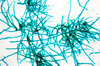 Moss - microscopic view of pro