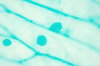 Garlic - microscopic view leaf