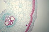 Pumpkin - microscopic view 1