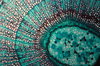 Lime tree - microscopic view 1