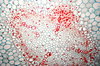 Broad Bean - microscopic view 
