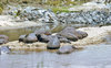 Animals in Masai Mara - Kenya 