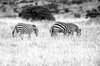 Zebra in Serengeti National Pa