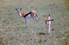Gazella in Serengeti National 