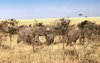 African landscape with wild el