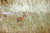 African landscape with wild 4