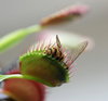 The Venus Flytrap 1