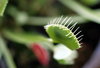 The Venus Flytrap 3