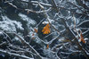 leaf