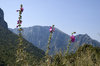 wild flower