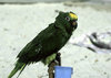 Parrot