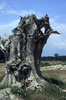 Trunk tree