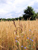 ripe organic rye field