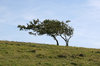 Windswept trees