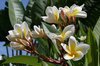 Frangipani cluster