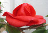 flower-02