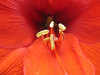 flower-05