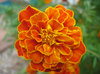 flower-03