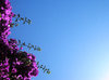 flower-07