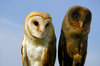 Owls