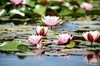 Water lily
