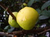 Apples 2
