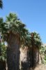 Indian Canyon