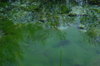 Ash Meadows