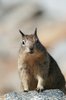 Squirrels 3