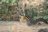Squirrels 5