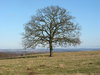 Solitary Tree February