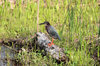 Green Heron
