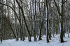 Striped trees