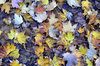 Autumn Colors