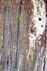 Weathered wood
