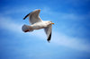 gull