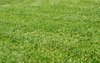 Garden background